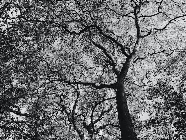 Black and white image of a tree canopy in winter, looking a bit like a series of river tributaries joining together.