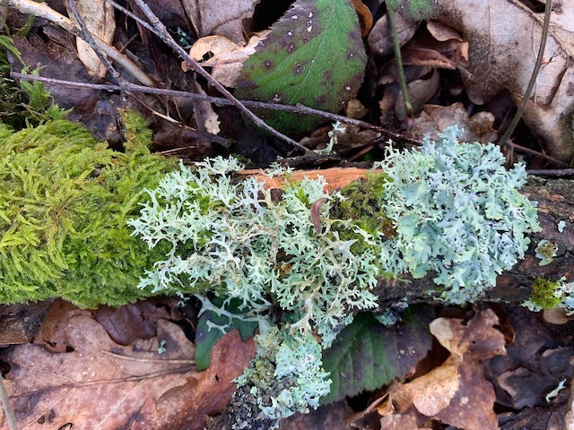 Picture showing lichen, moss and leaves overlaying one another to illustrate the idea of multiple hierarchies living with each other