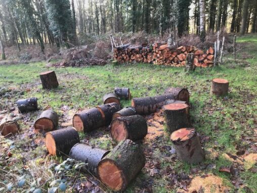 Freshly cut Douglas fir logs scattered on the floor at Hazel Hill Wood