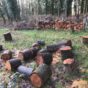 Vision for a regenerative programme of forestry and building maintenance at Hazel Hill Wood